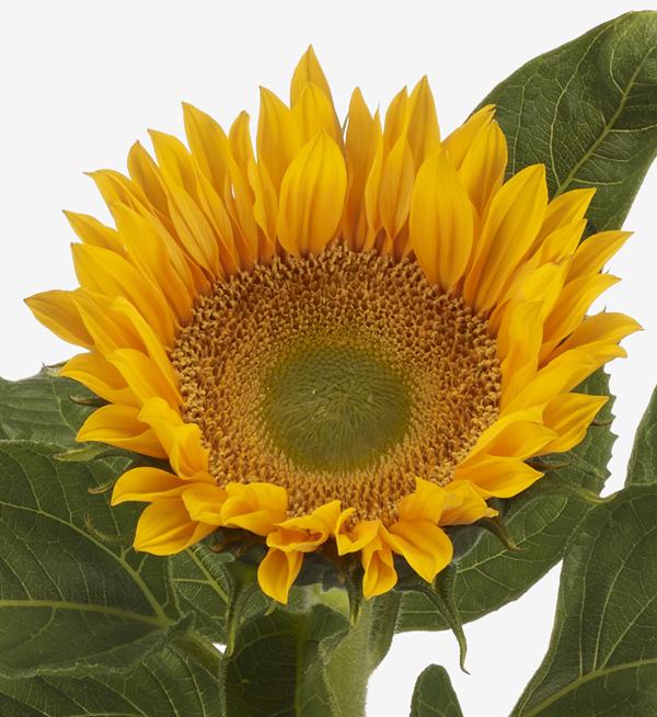 Helianthus annuus F1 Premier UP Gold