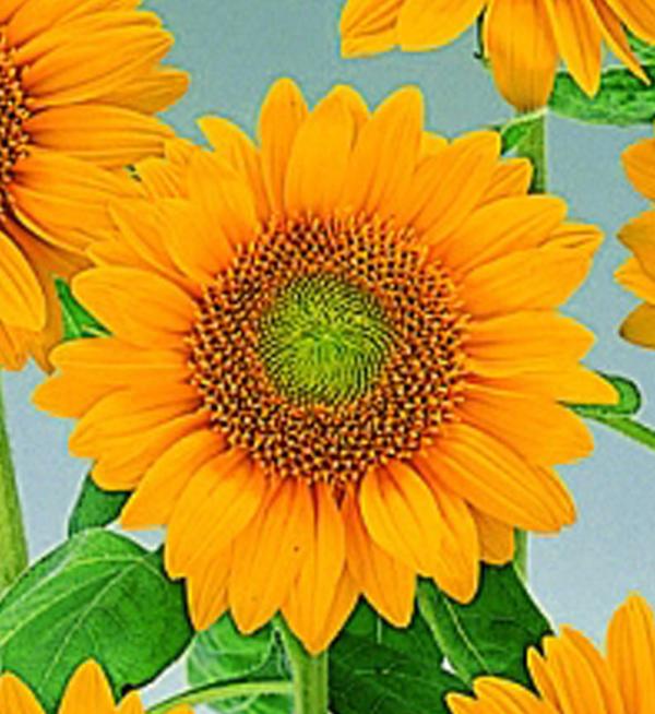 Helianthus annuus F1 Sunrich Gold