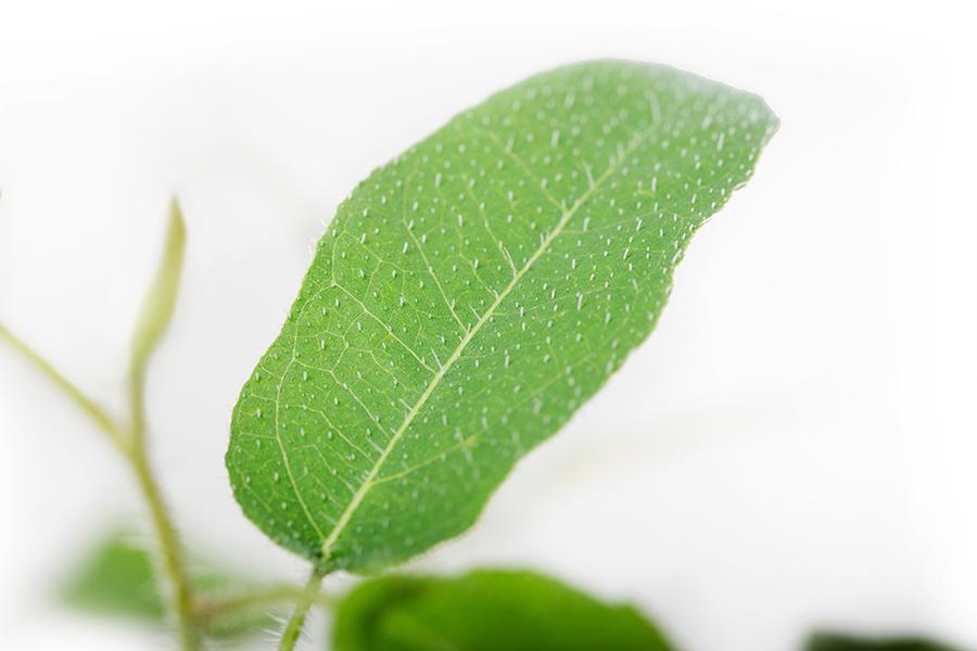 Eucalyptus citriodora