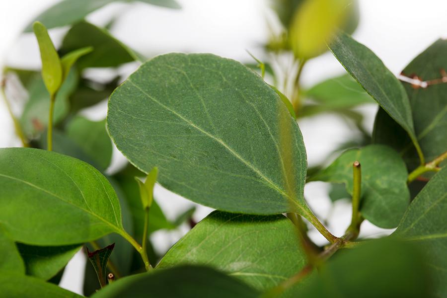 Eucalyptus populnea