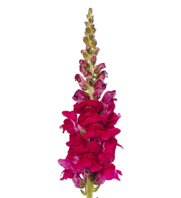 Antirrhinum majus F1 Cannes Purple II-III