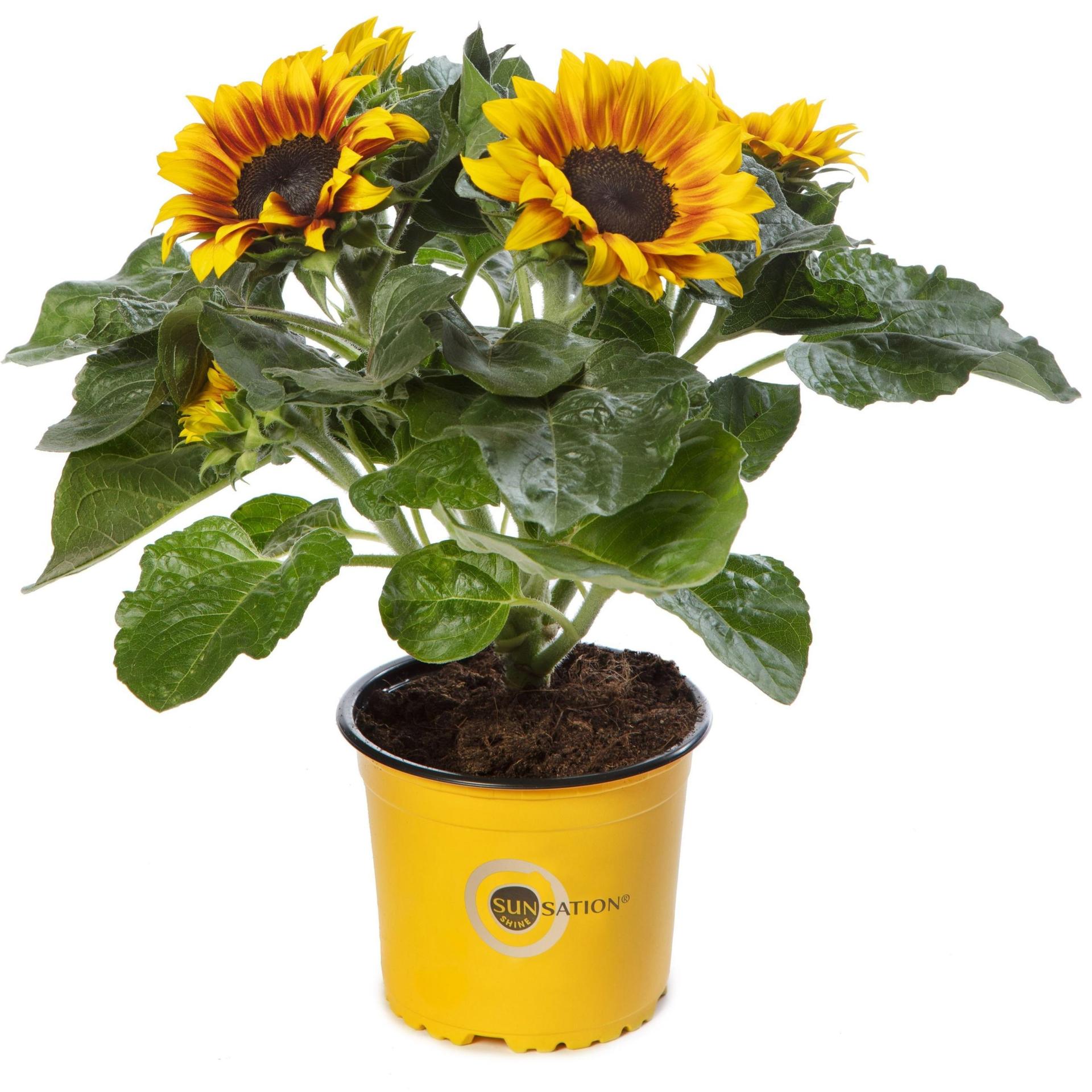 Maak kennis met de Sunsation Multiflower Flame