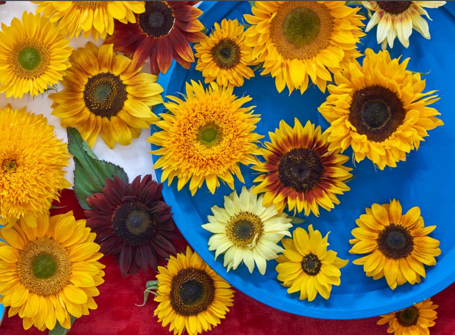 Zonnebloemen in de spotlight
