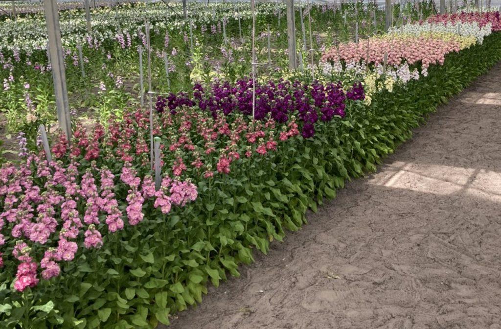 Matthiola bloeiproef van Evanthia toont baanbrekende resultaten