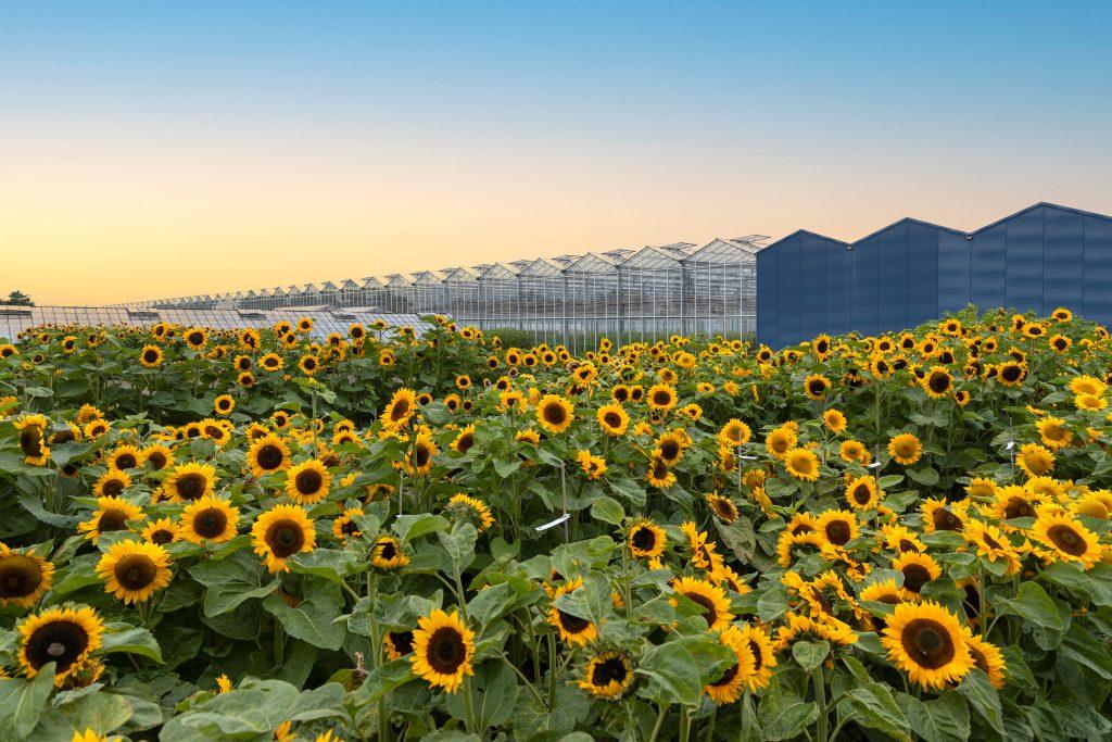 ON TOUR: Evanthia's Helianthus Trials