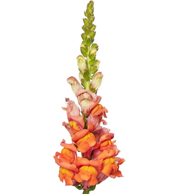 Antirrhinum majus F1 Cannes Dark Orange II-III