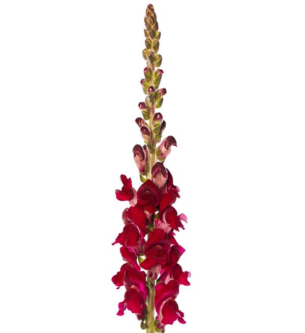 Antirrhinum majus F1 Cannes Red Delight II-III