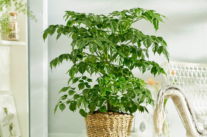 New harvest: Radermachera sinica