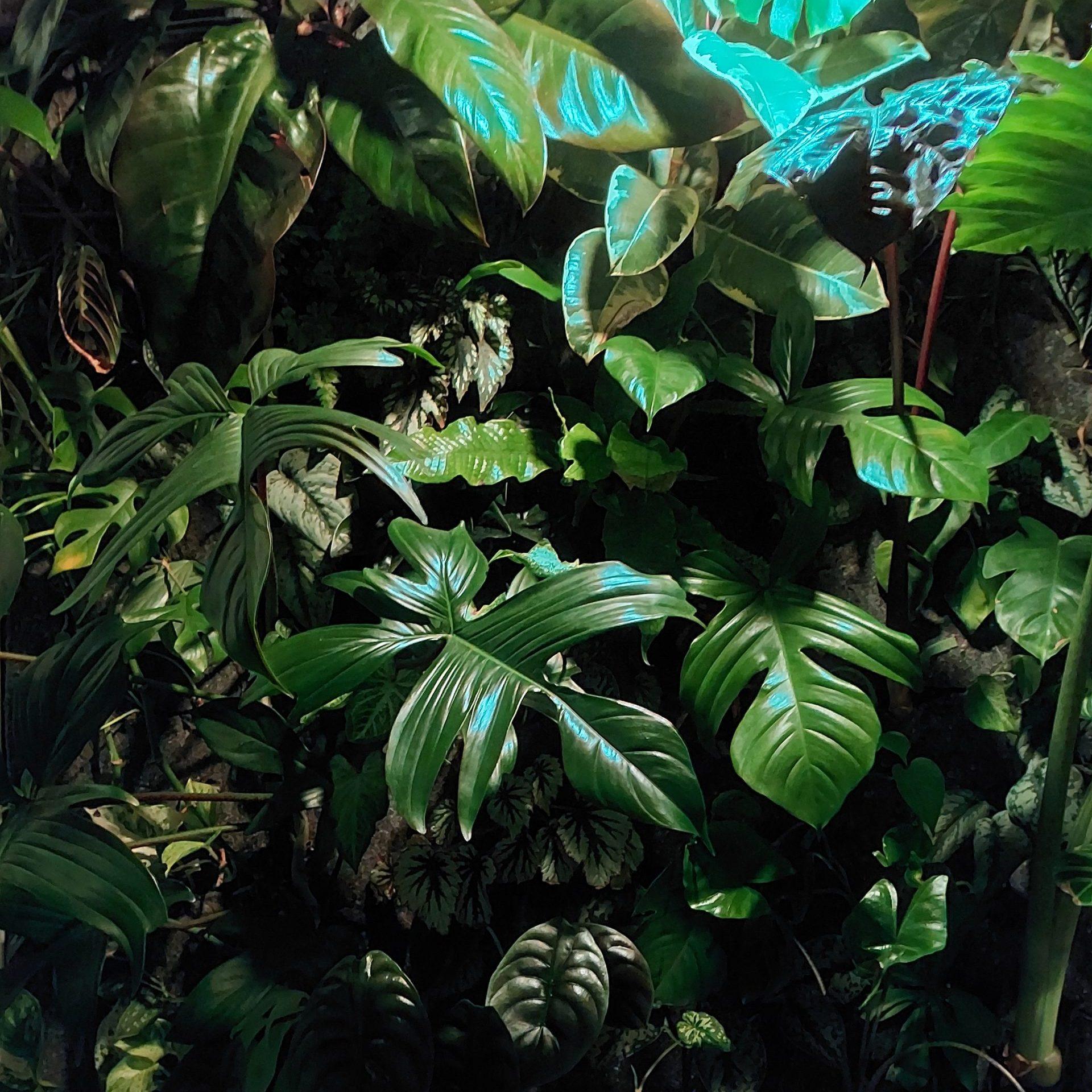 A Self-Made Urban Jungle in Berlin