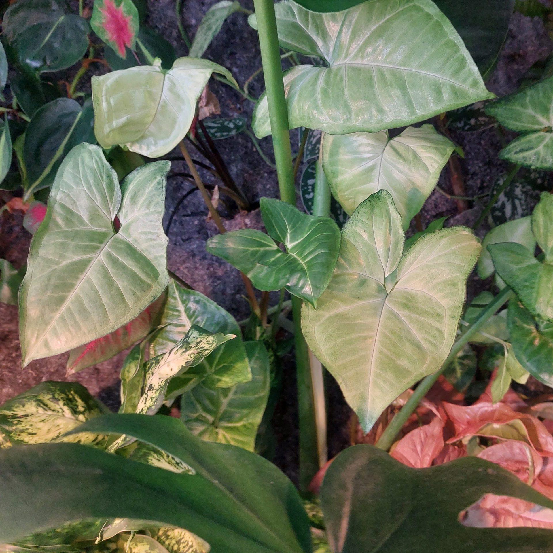 1. Syngonium