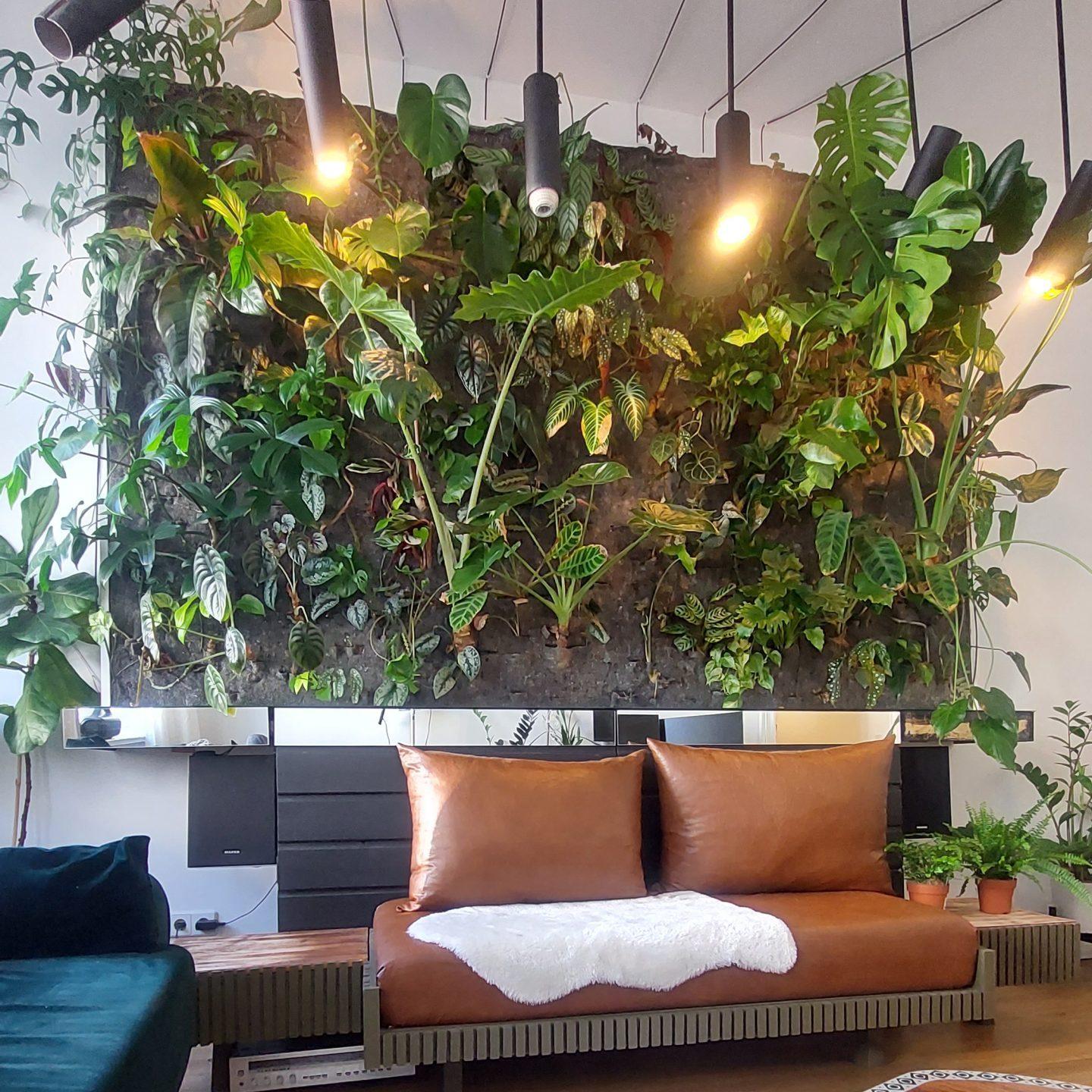 7. Philodendron minima / Rhaphidophora tetrasperma