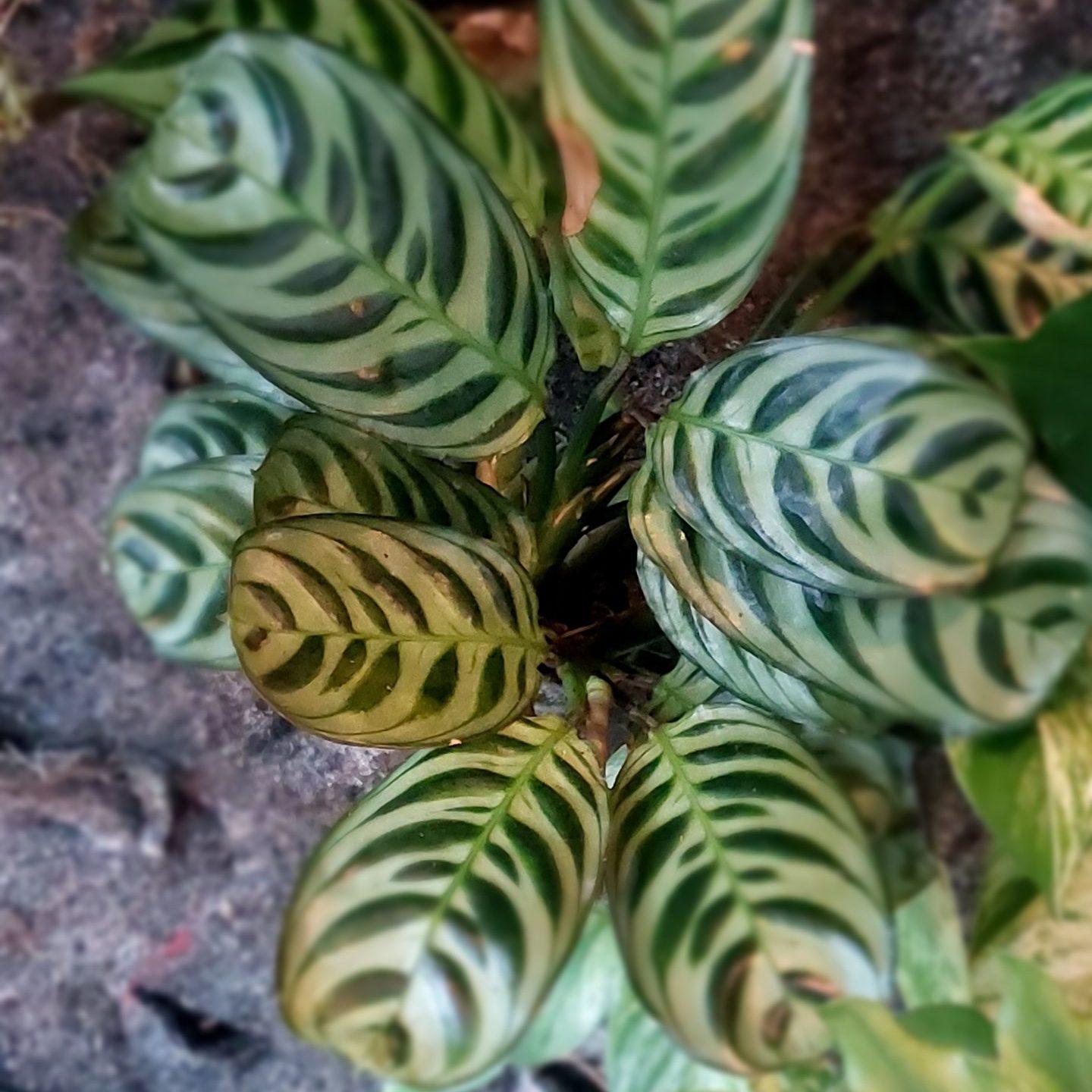 4. Calathea