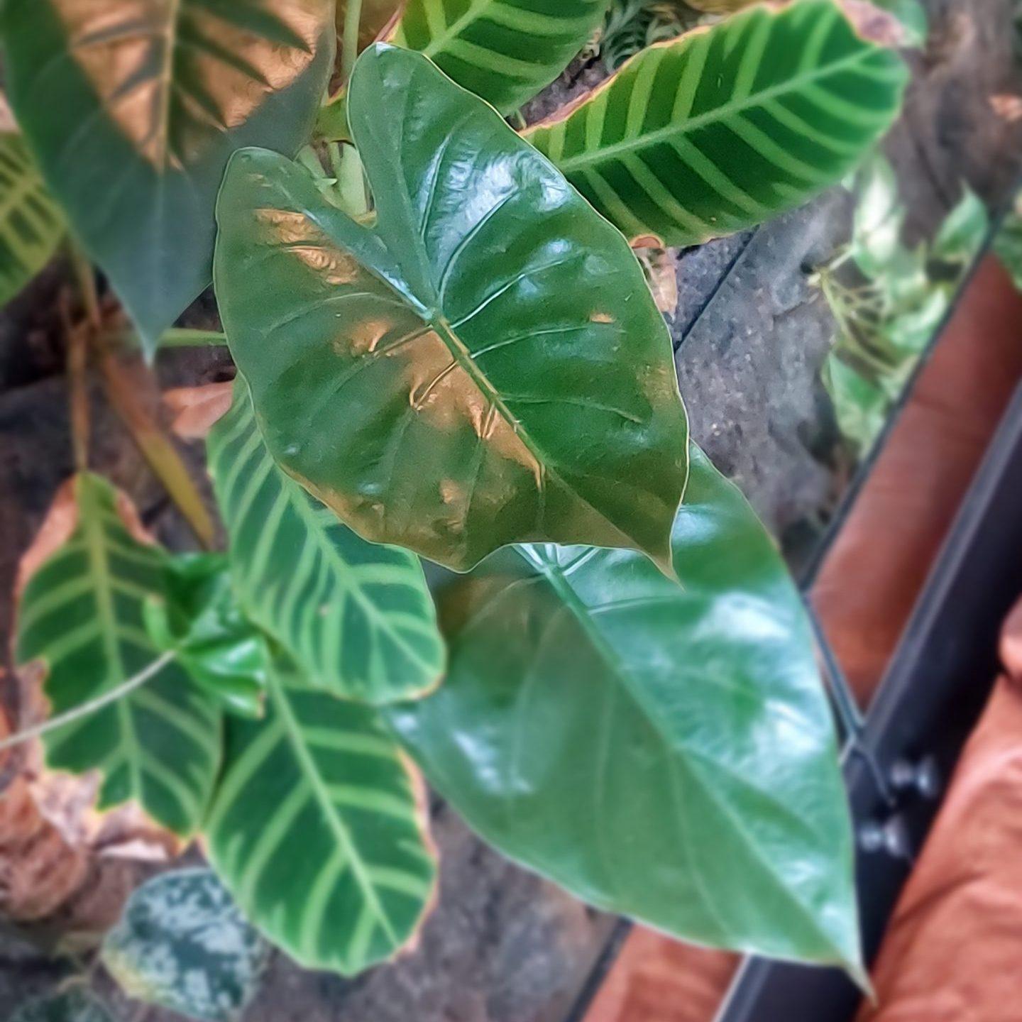 8. Alocasia wentii