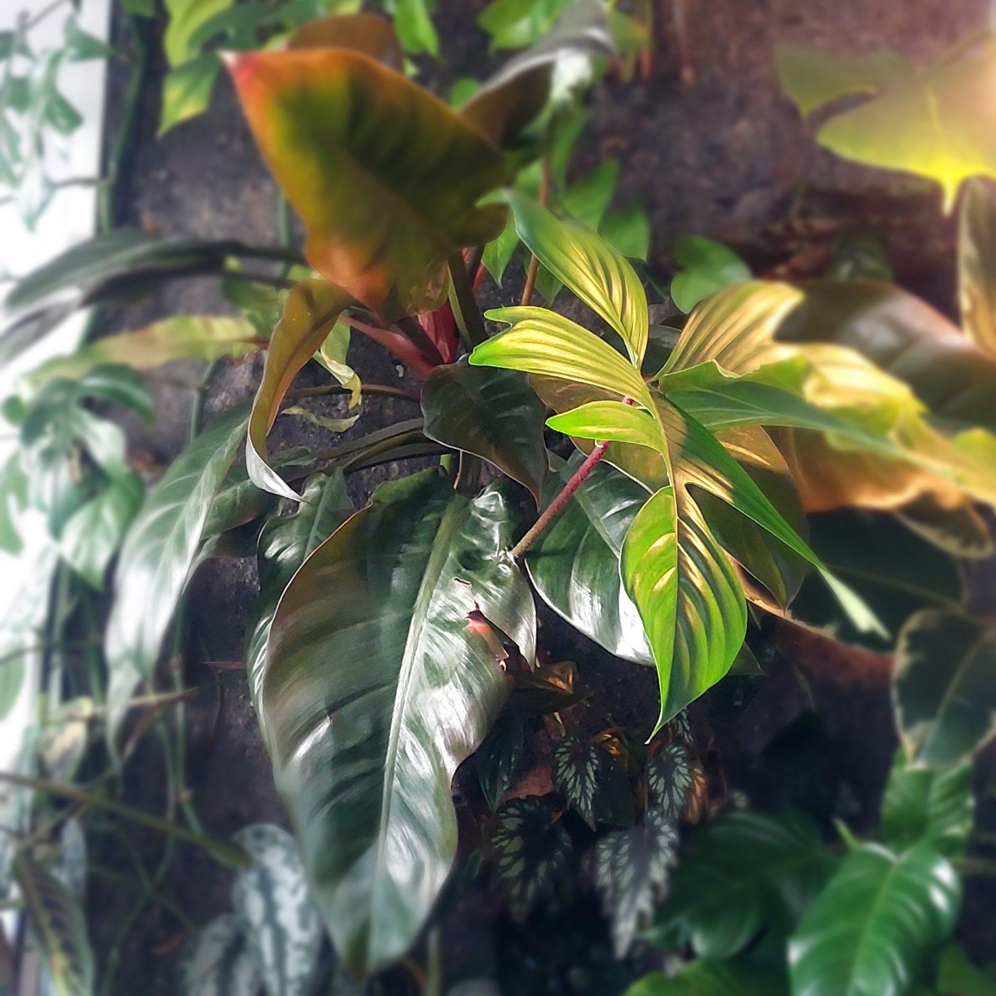 5. Philodendron Imperial Red