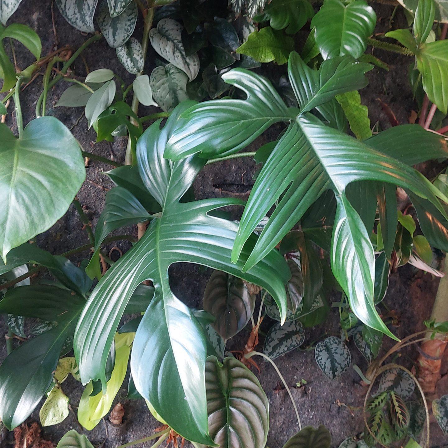 2. Philodendron Florida Beauty Green