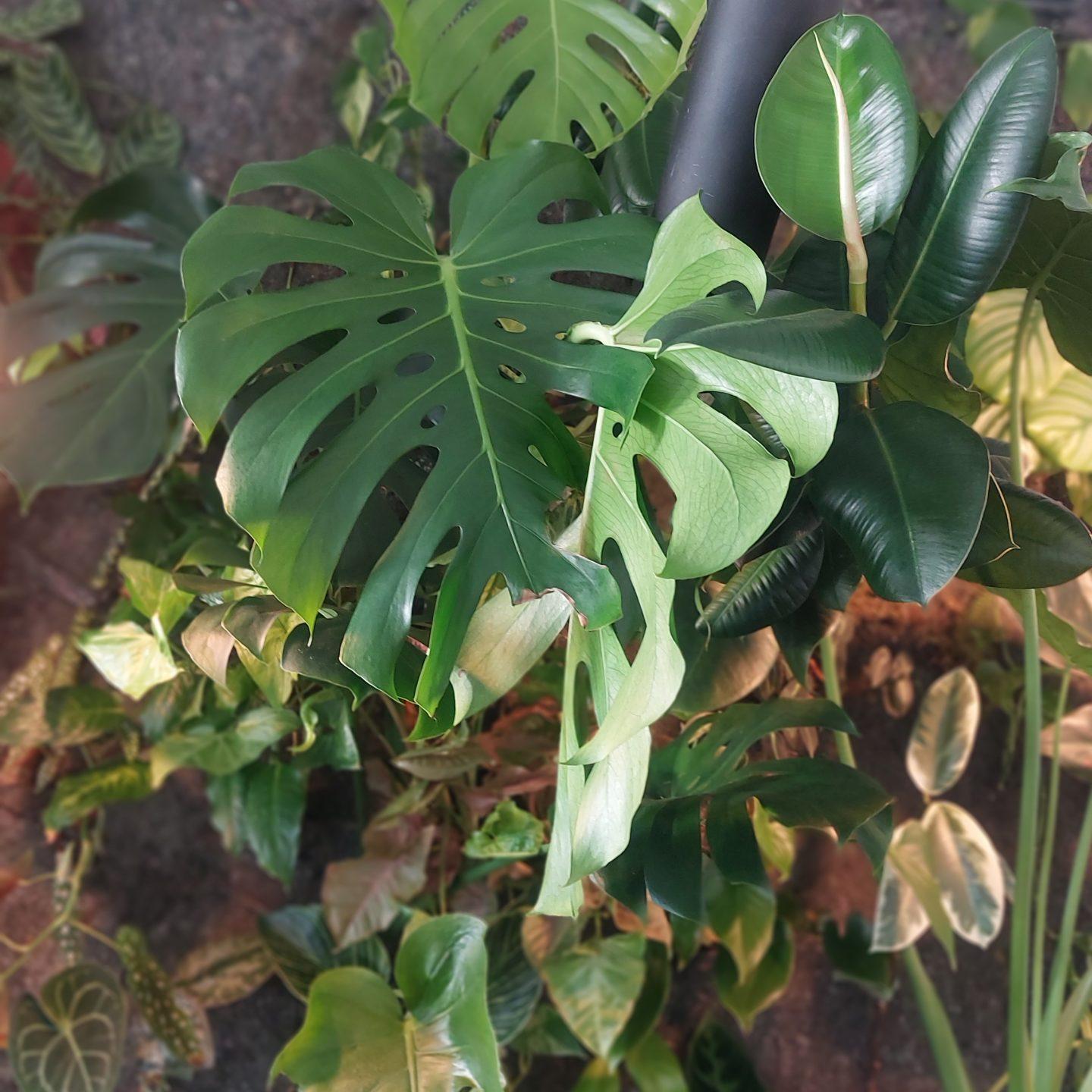 3. Monstera
