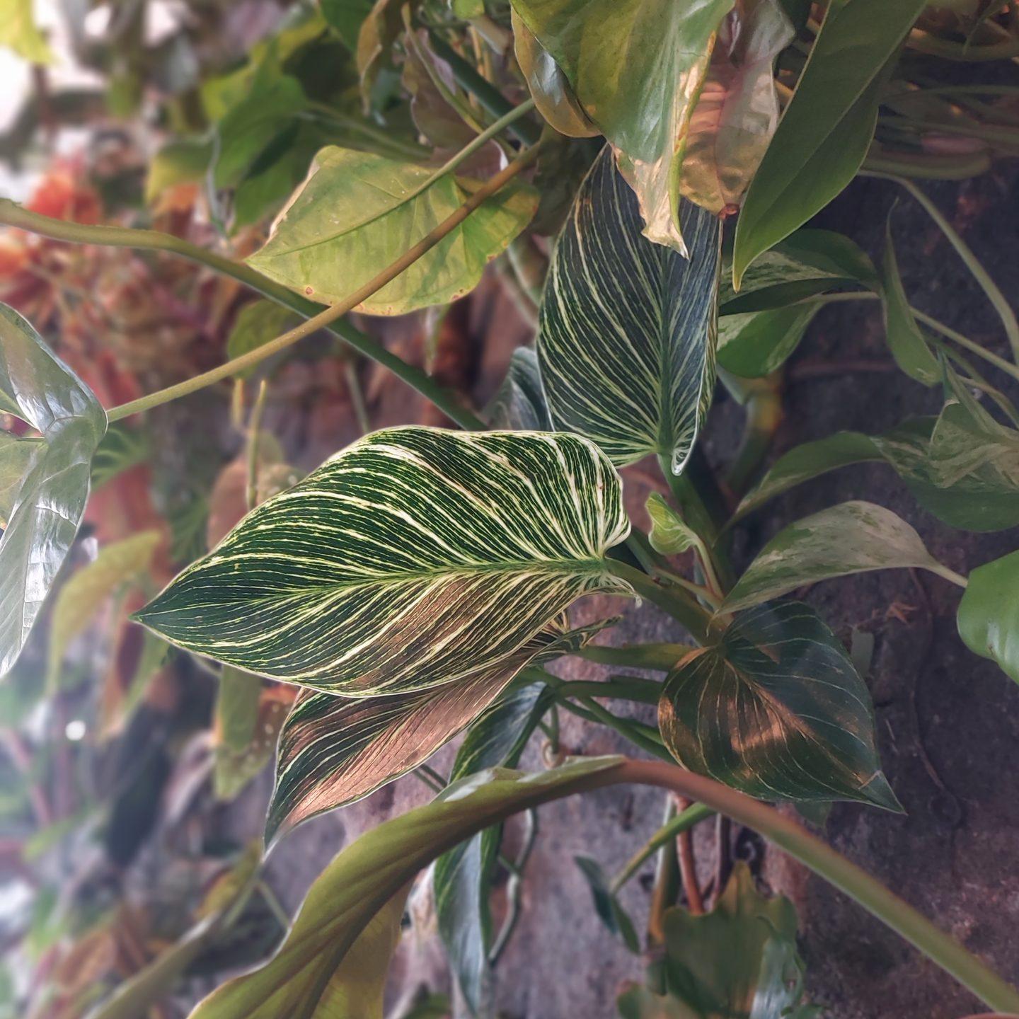 9. Philodendron Zebra