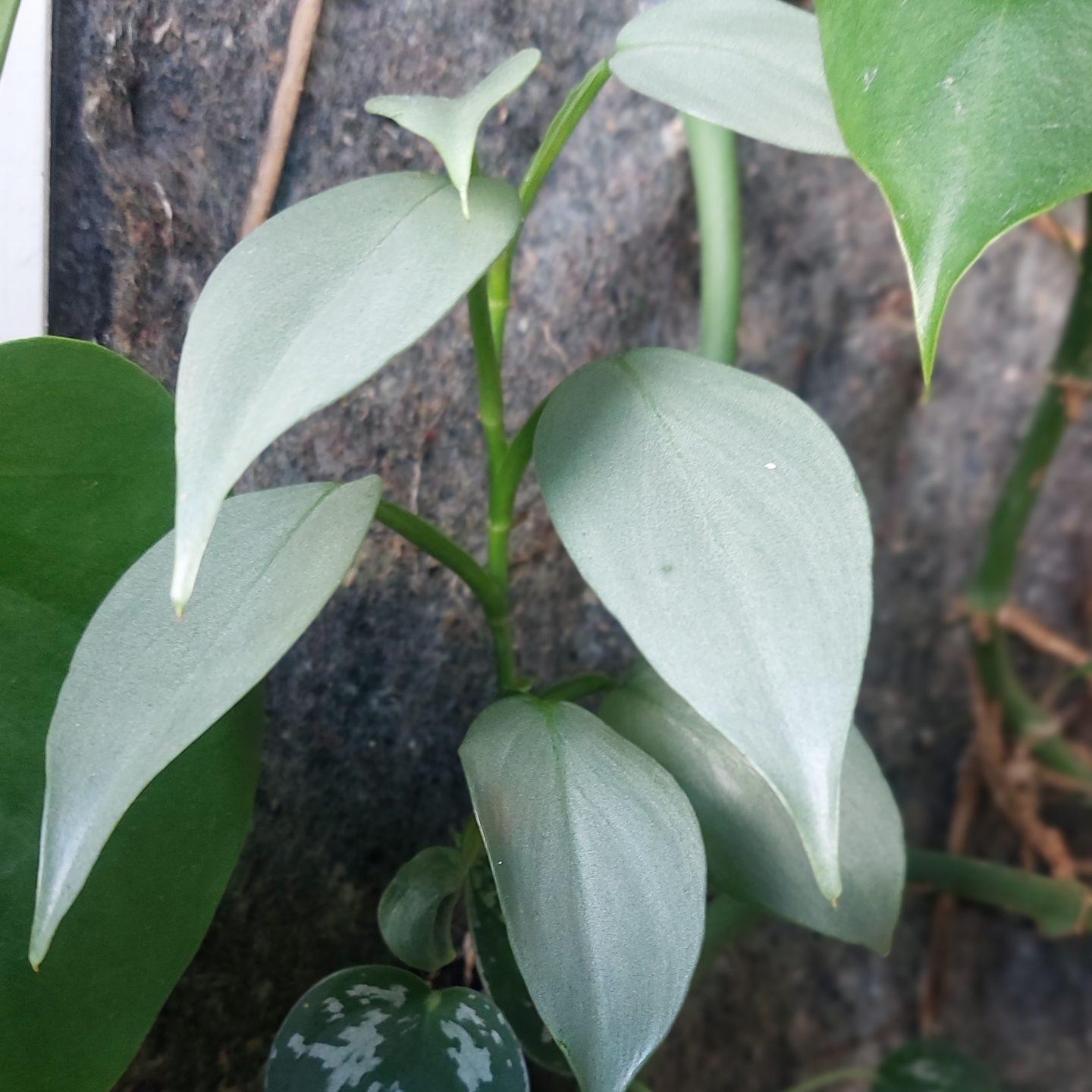 6. Philodendron hastatum Grey