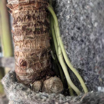 10. Alocasia cucullata
