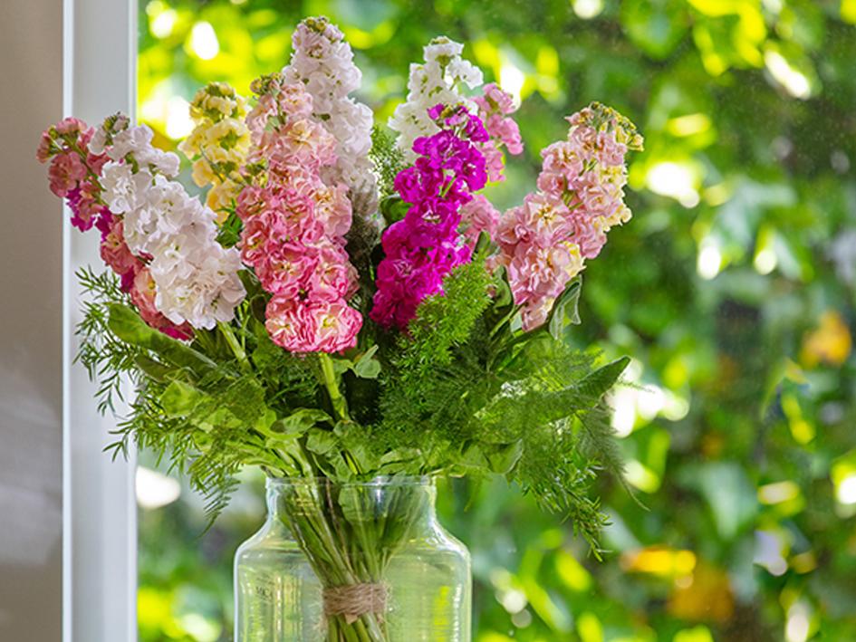 Introductie: Matthiola StoX<sup>®</sup>