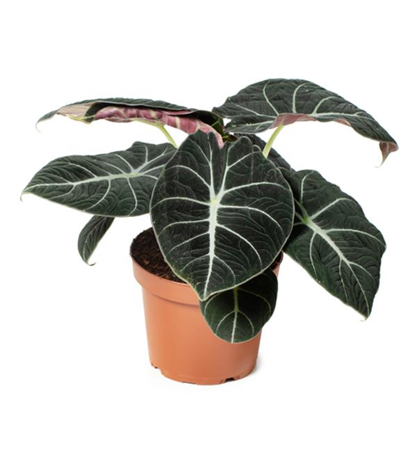 Alocasia Black Velvet