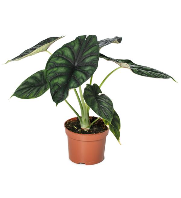 Alocasia Dragon Scale