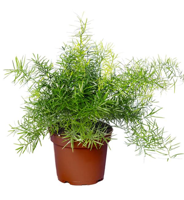 Asparagus mazeppa