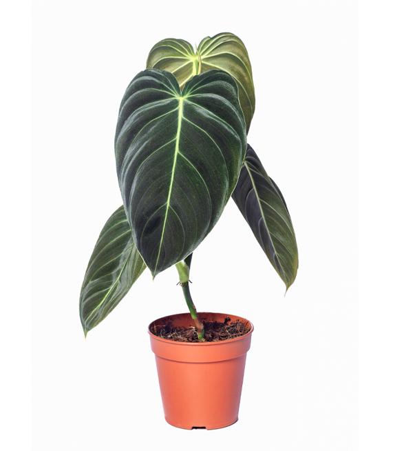 Philodendron melanochrysum