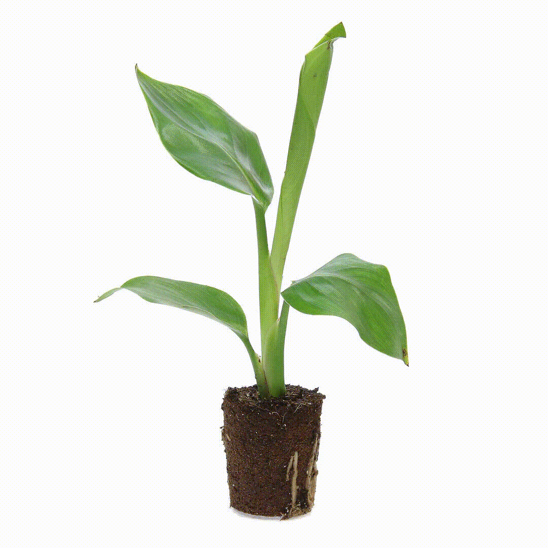 A great start with Strelitzia young plants