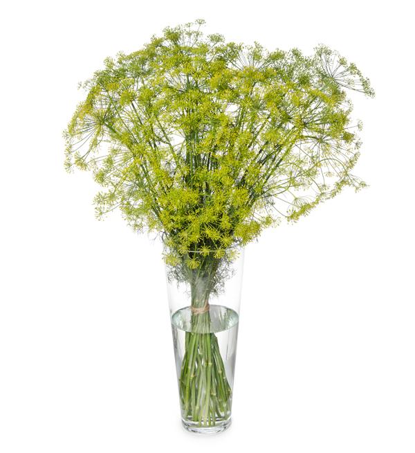 Anethum graveolens Vierling
