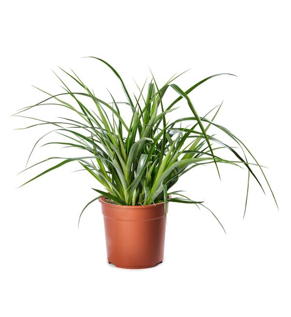 Billbergia nutans Tears of Joy
