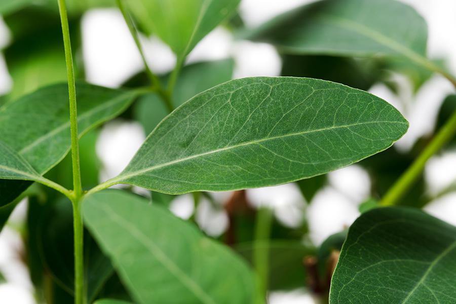 Eucalyptus tereticornis