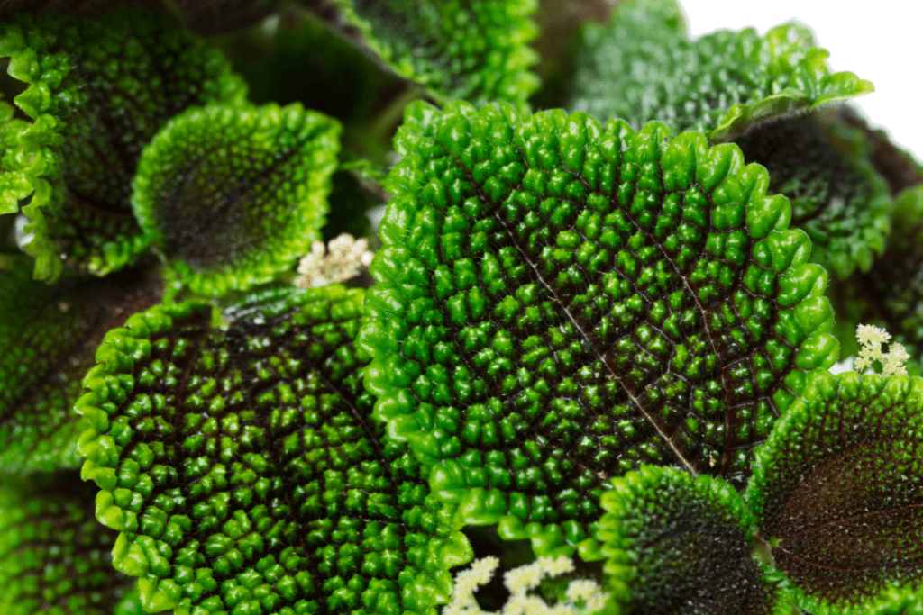Scoor hoge punten met Pilea