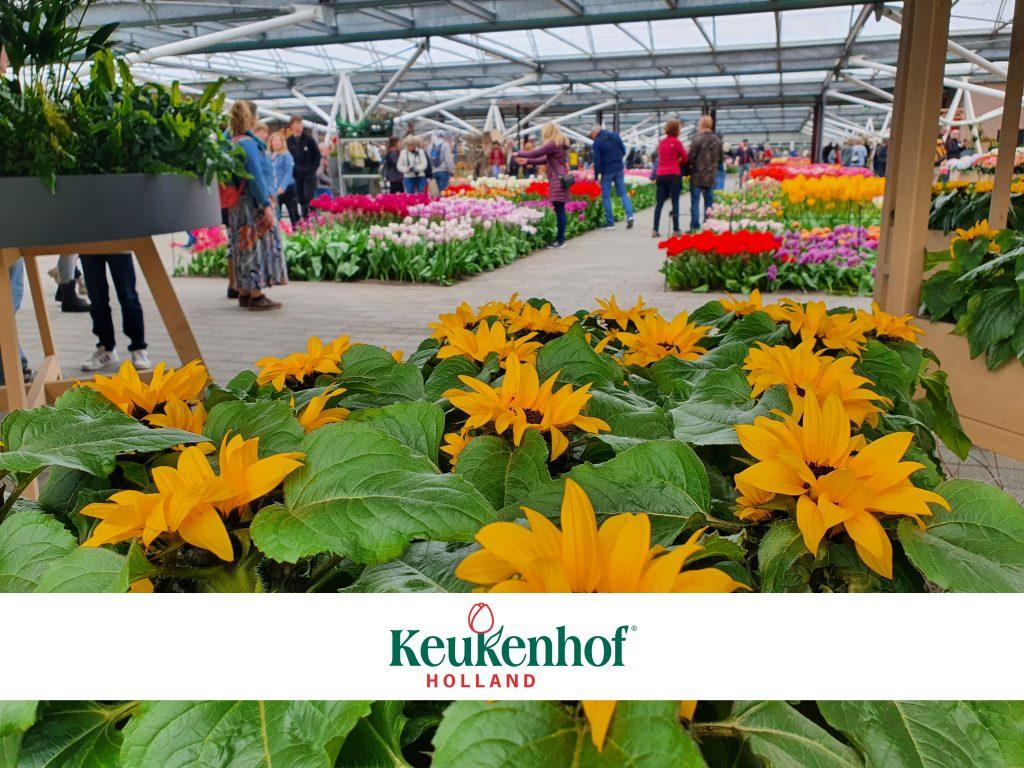 Sunsation<sup>®</sup> and Summer Flowers by Evanthia colour 75th edition of Keukenhof