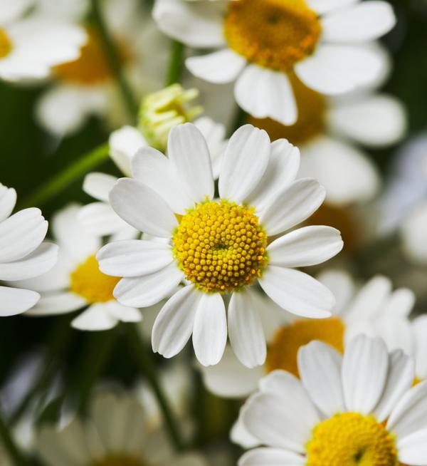 Tanacetum parthenium Cameron