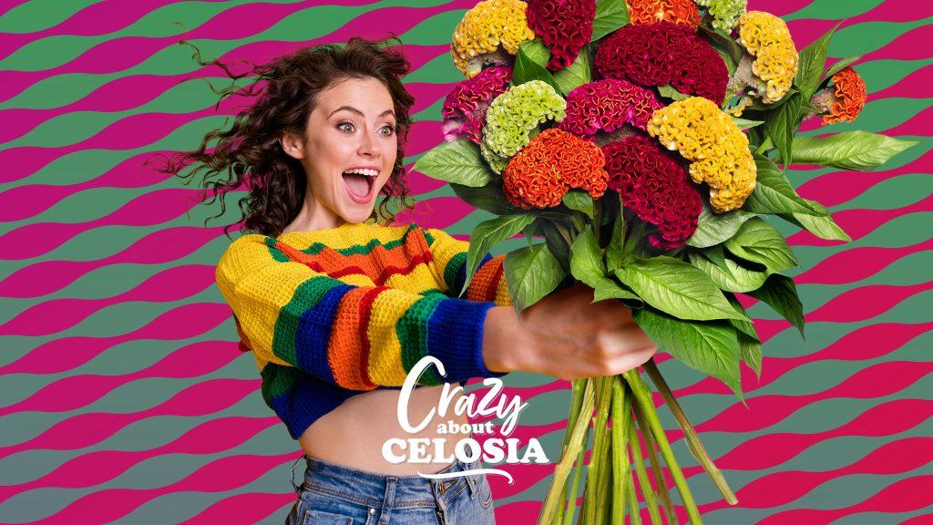 Persbericht: Crazy about Celosia van start
