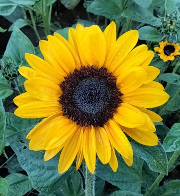 Helianthus annuus F1 Solcito
