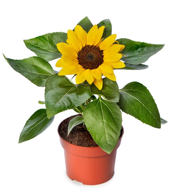Sunsation® Yellow Compact