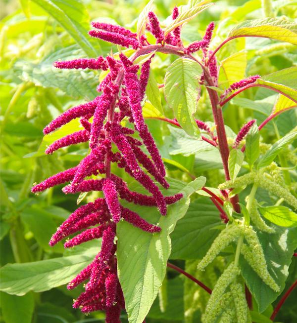 Amaranthus caudatus Red