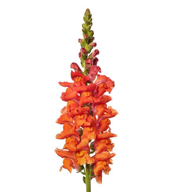 Antirrhinum majus F1 Antibes Deep Orange I