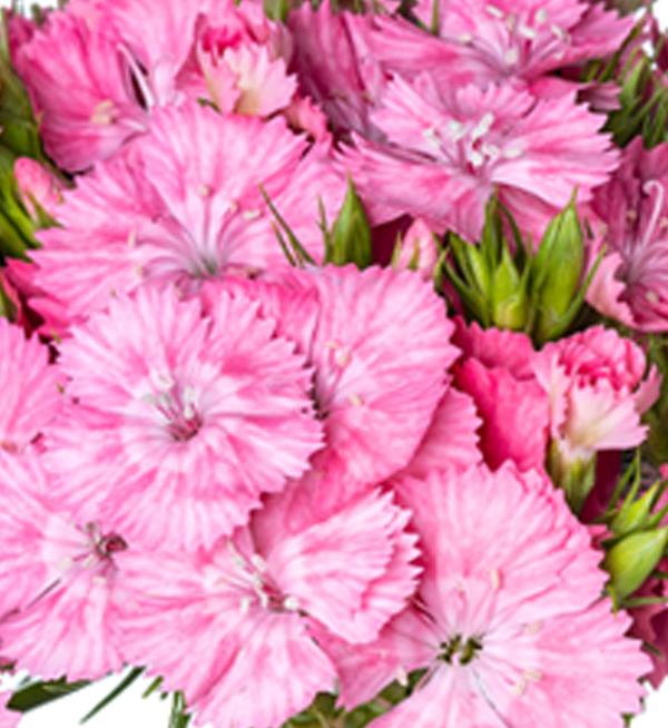 Dianthus barbatus F1 Barcelona Pink
