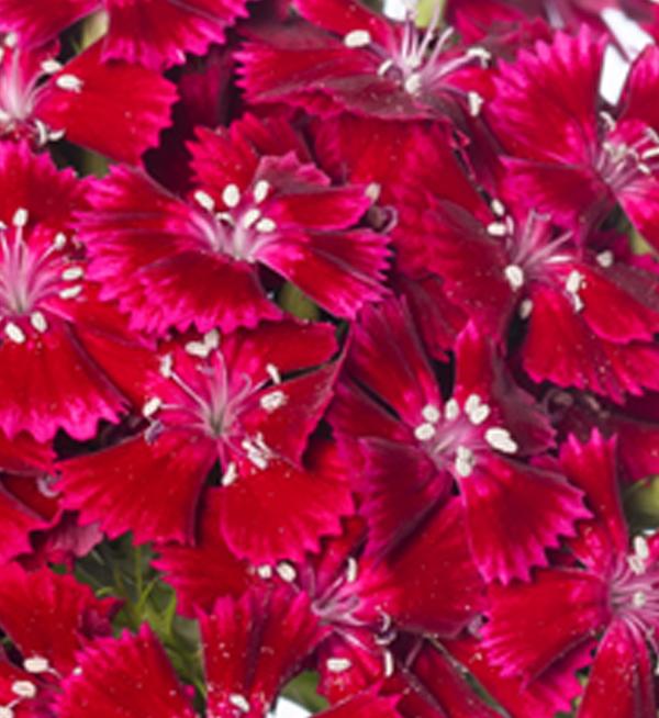 Dianthus barbatus F1 Barcelona Red