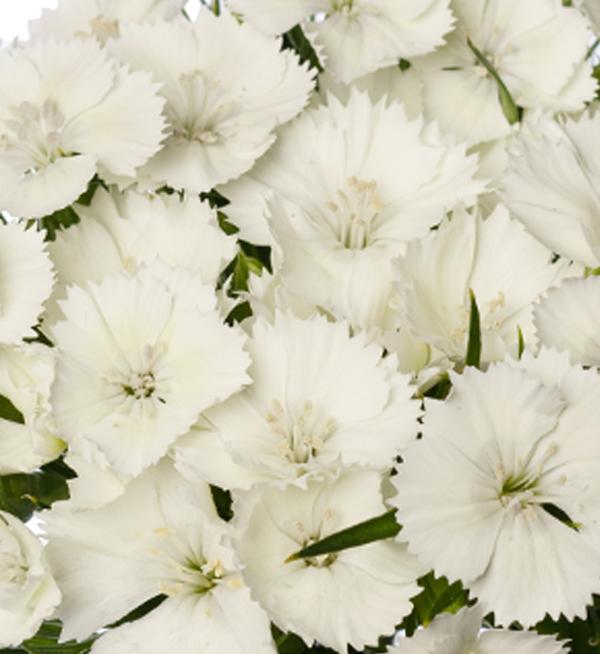 Dianthus barbatus F1 Barcelona White