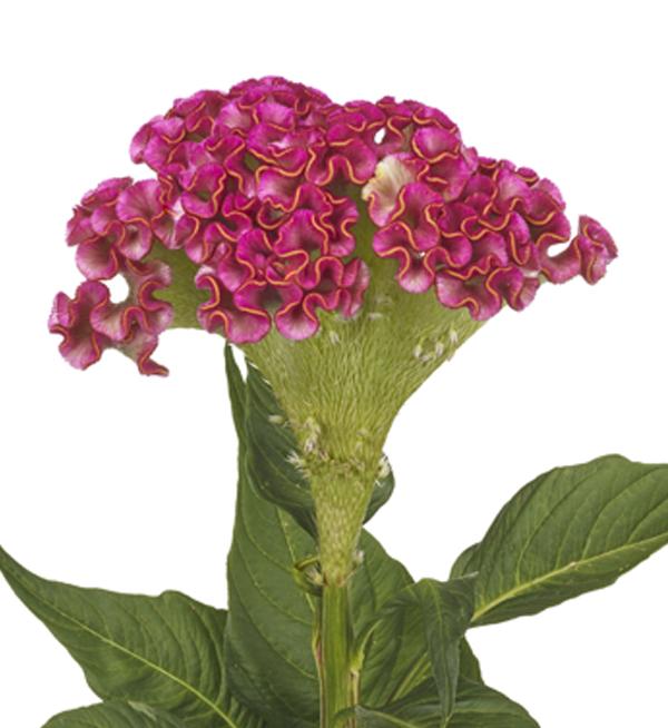 Celosia argentea cristata Turbo Hot Pink