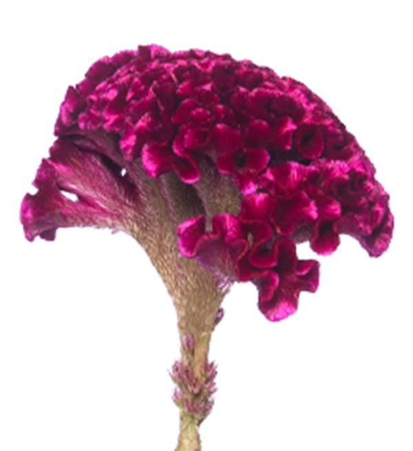 Celosia argentea cristata Mystic