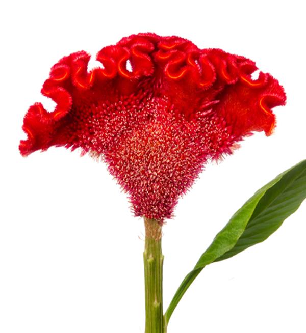 Celosia argentea cristata Red Ace