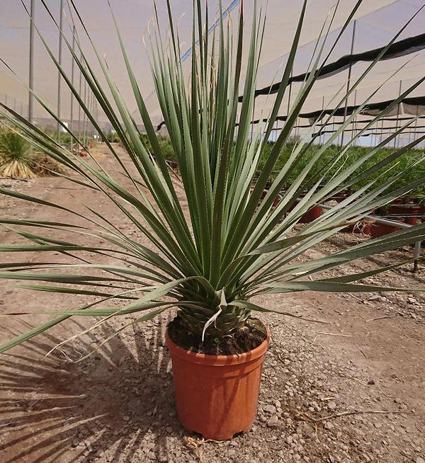 Dasylirion wheeleri