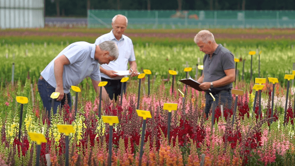 Persbericht: Evanthia stroomlijnt Antirrhinum assortiment