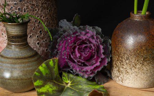 Blushing Brassica