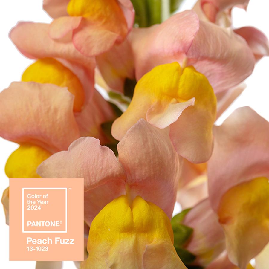 January • Antirrhinum Avignon II